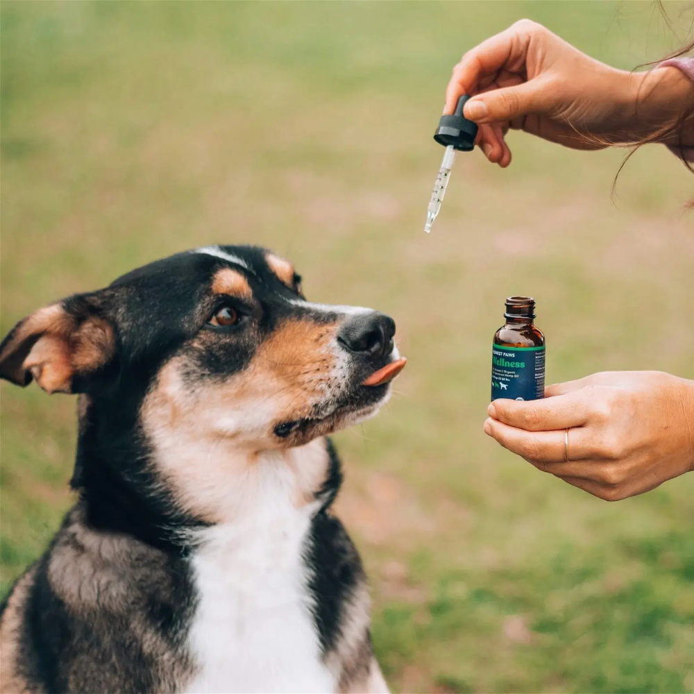 Pet Health and Wellness