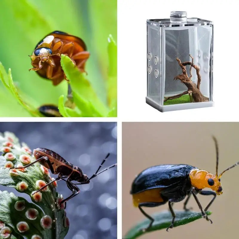 Reptile Hatching & Feeding Box Enclosure