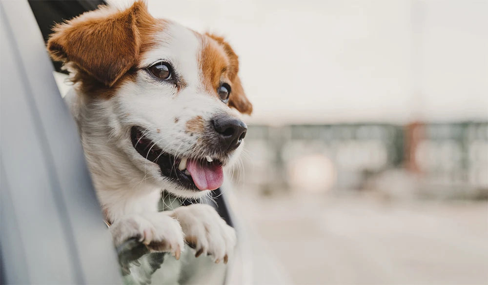PETRAVEL Waterproof Dog Car Seat Cover & Hammock